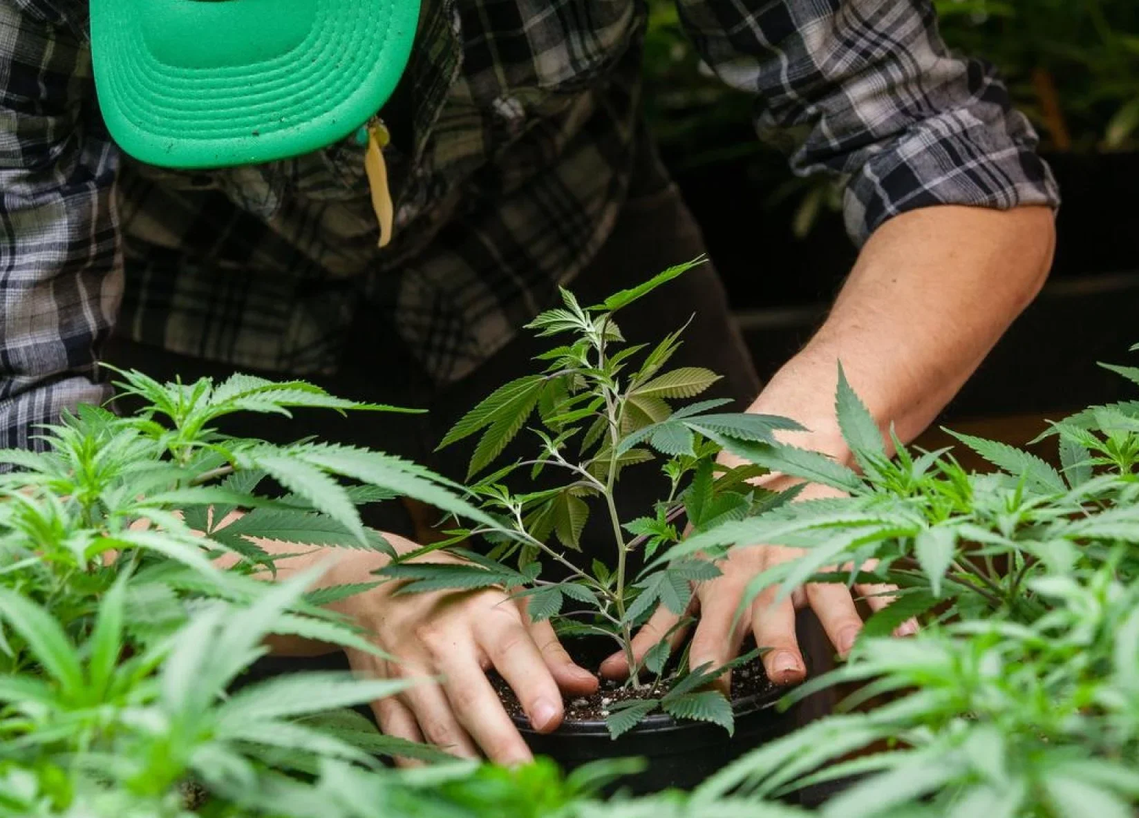 Como plantar maconha em casa.