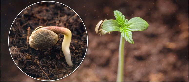 planta de maconha e semente germinando 