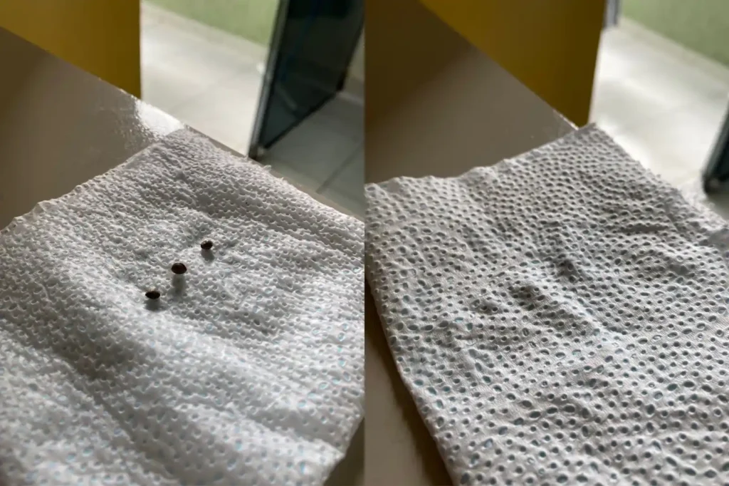 três sementes de maconha em cima de um papel toalha umedecido e dobrado